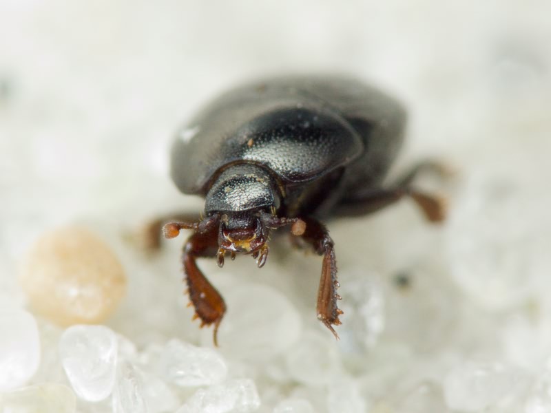 Histeridae Gyllenhal, 1808